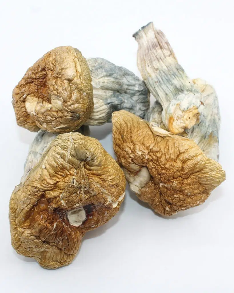 Melmac PE Magic Mushroom – Psilocybin Shrooms